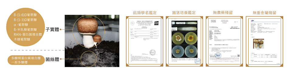 1532427774317045.png 樂活生技香檳茸子實體膠囊6.png